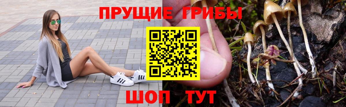 Урус-Мартан  Галлюциногенные грибы ЛСД  Вход с VPN  Галлюциногенные грибы Psilocybe 